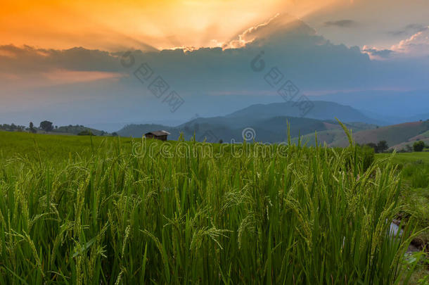 台地的稻田和小屋和山<strong>背景</strong>,<strong>城</strong>镇妈