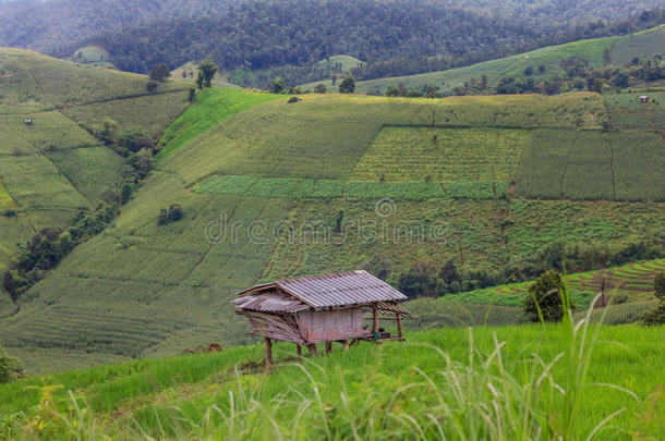 台地的稻田和小屋和山背景,城镇妈