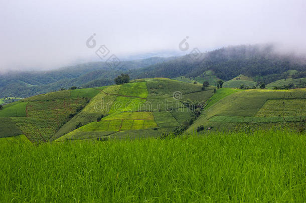 台地的稻田和小屋和山背景,城镇妈