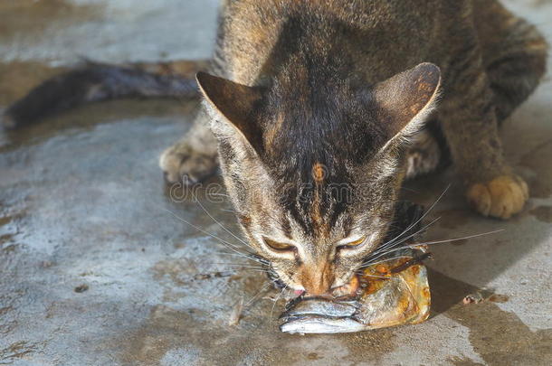 猫,猫吃鱼.