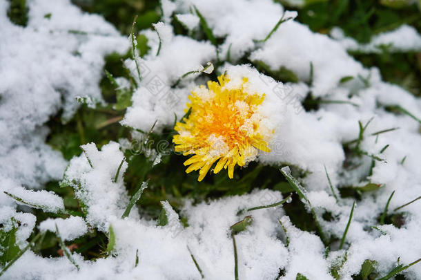 蒲公英雪