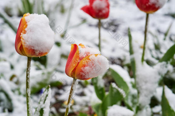 郁金香在下面指已提到的人雪