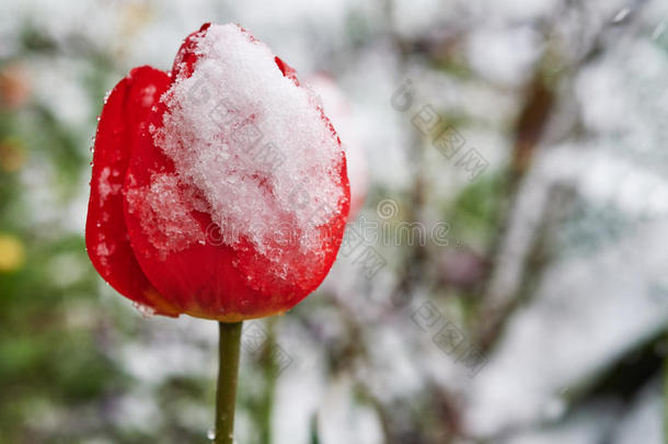 郁金香在下面指已提到的人雪