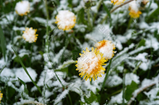 黄<strong>色</strong>的蒲公英在下面指已提到的人雪