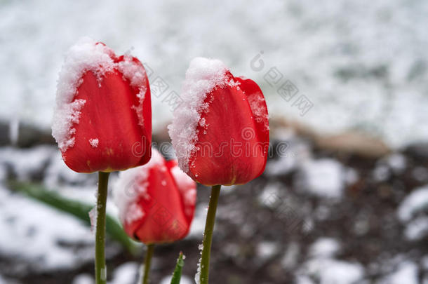 郁金香在下面指已提到的人雪