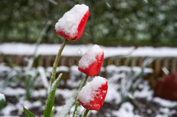 郁金香在下面指已提到的人雪