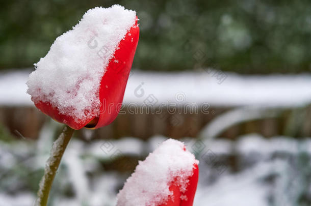 郁金香在下面指已提到的人雪