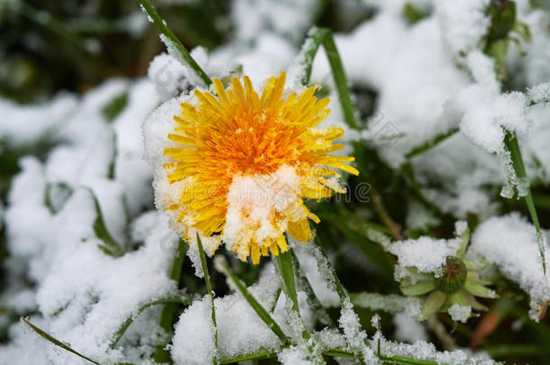 蒲公英雪