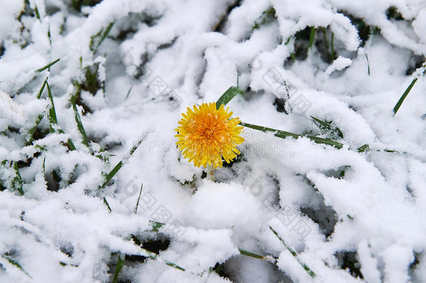 蒲公英雪