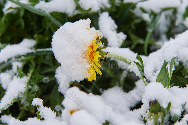 蒲公英雪