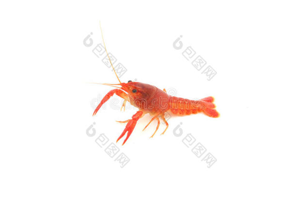 红色的淡水螯虾向隔离的