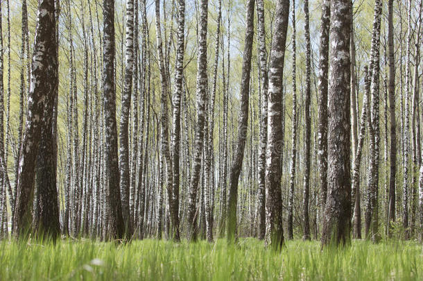 桦树树小树林.春季俄国的风景