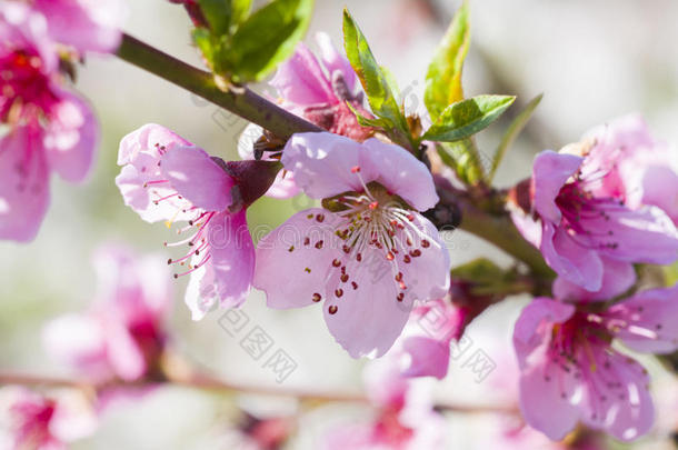 桃子花