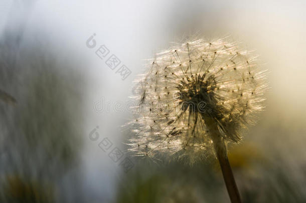 单一的蒲公英向夏日落