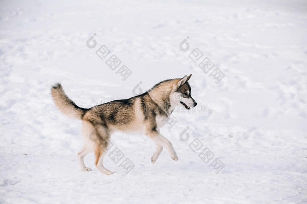 年幼的嗓子哑的狗比赛和跑步户外的采用雪,w采用ter季节