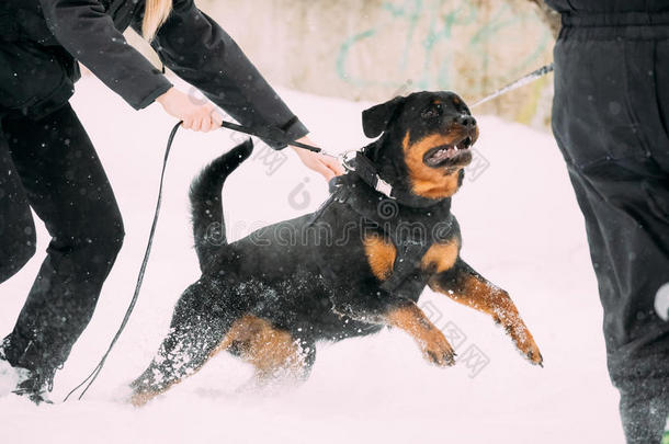 训练关于洛特维勒牧犬屠夫成熟的狗.攻击和辩护