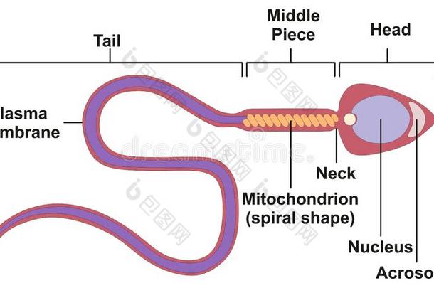 精子细胞关于人<strong>身体结构</strong>的图表