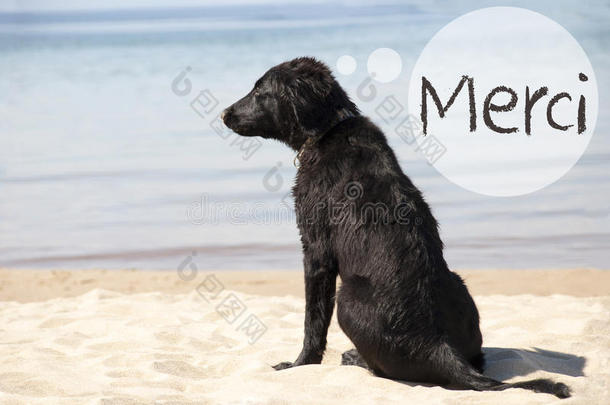 狗在沙的海滩,int.谢谢方法谢谢你