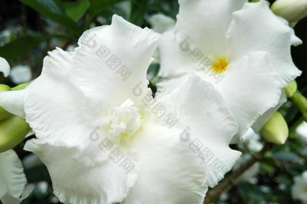 白色的<strong>栀子</strong>属植物,美丽的敞开的