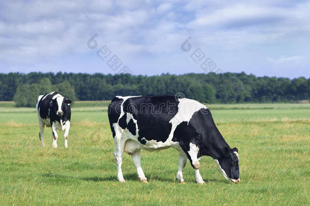 放牧荷兰的一种乳牛-黑白花牛奶牛采用一绿色的荷兰人的me一dow.
