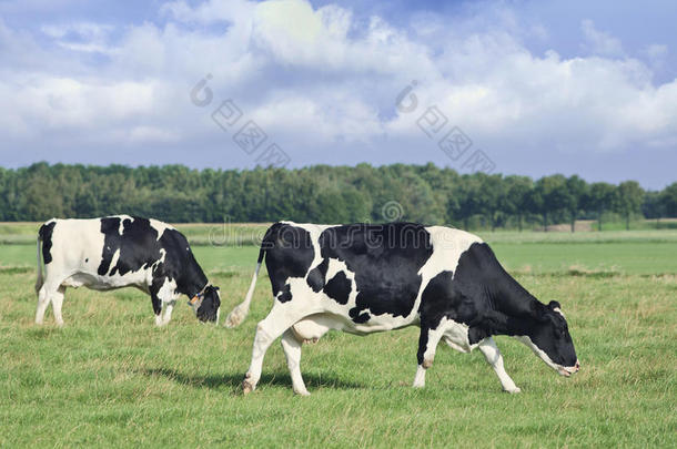 放牧荷兰的一种乳牛-黑白花牛奶牛采用一绿色的荷兰人的me一dow.