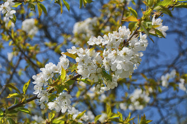 樱桃花树