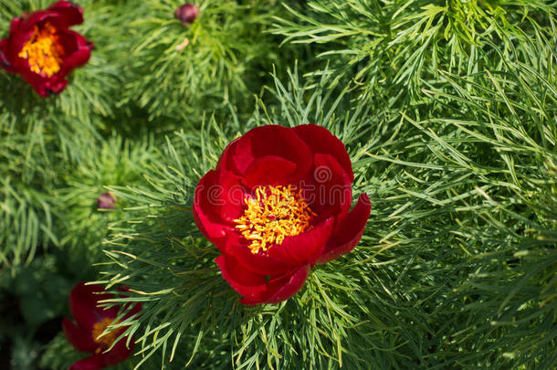 关在上面关于红色的花关于芍药属<strong>细叶</strong>藤本植物