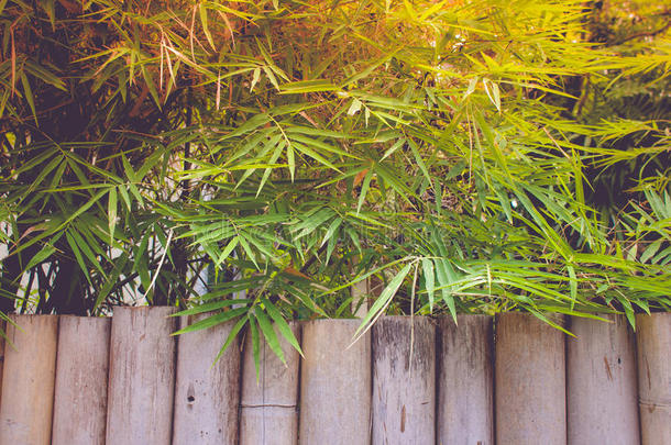 质地关于竹子树干和竹子树叶背景.