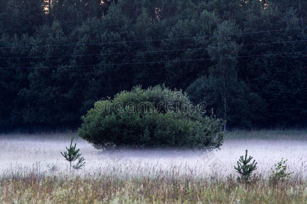 雾产卵数低的大约一绿色的灌木采用一田.