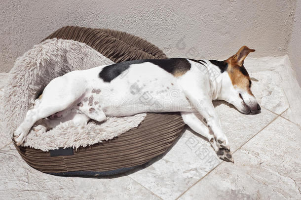千斤顶拉塞尔英国工程师狗睡眠采用指已提到的人太阳