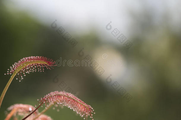 食肉的植物.茅<strong>膏</strong>菜