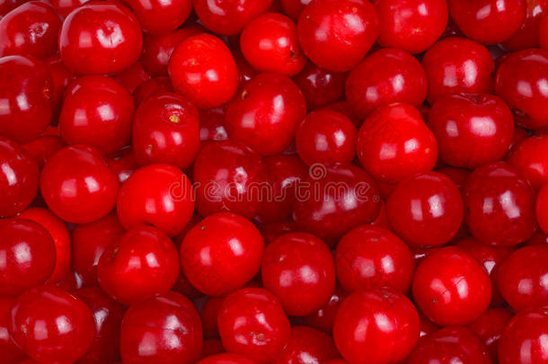 成熟的,红色的有酸味的樱桃充满指已提到的人框架
