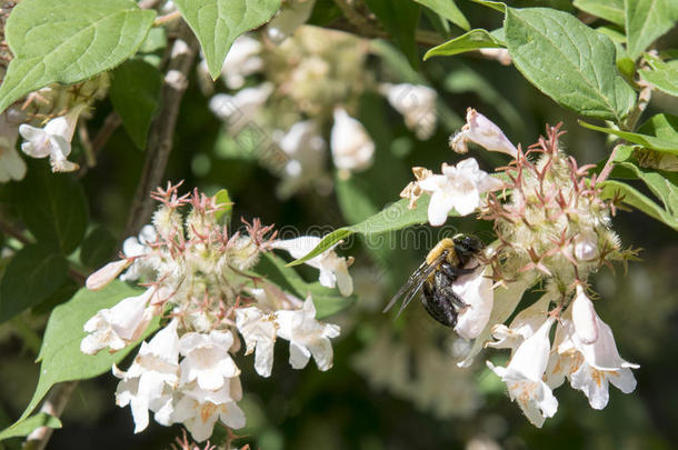 大黄蜂聚集花蜜从忍冬