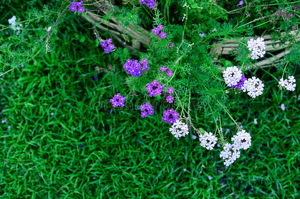 <strong>马鞭</strong>草属植物花