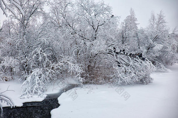 小的冬河流在下面<strong>被</strong>雪<strong>困住</strong>的树在下面雪采用冬.