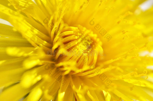 特写镜头明亮的黄色的蒲公英花春季,宏指令照片.