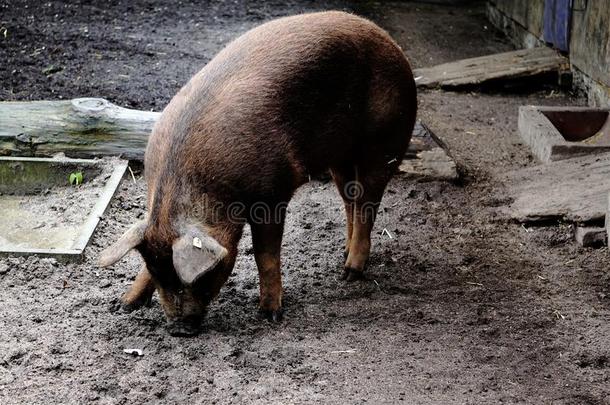 杜洛克猪猪挖掘