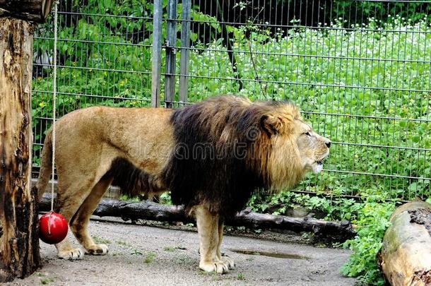 吼声狮子采用指已提到的人动物园