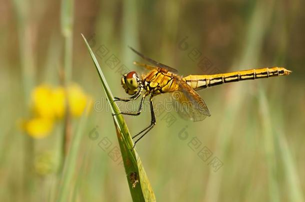 蜻蜓,黄色的-有翼的投掷者交响曲黄酮醇