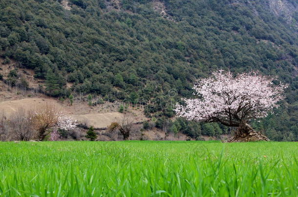 樱花树采用指已提到的人绿色的田,昆邦村民,云南云南,Ch采用a