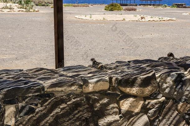 地面松鼠亚特兰大毒蛇格特鲁斯采用富埃特文图拉岛,金丝雀