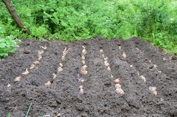 种植马铃薯.