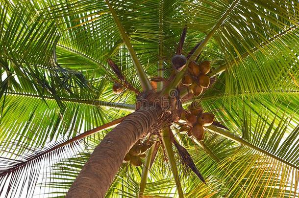 身材高的椰子树和椰子s绞死-从在下面指已提到的人树