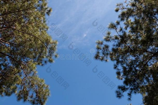 看法关于松树树和蓝色天和云背景,有样子的在上面