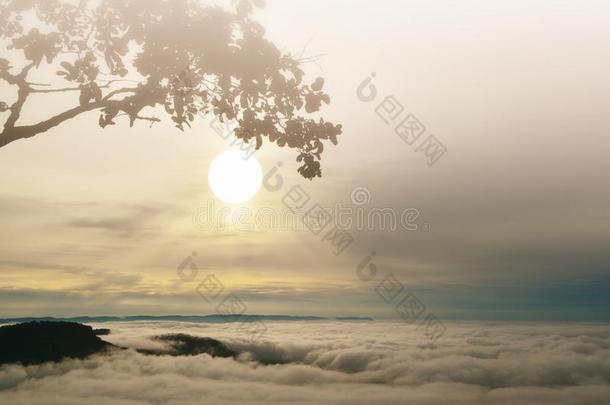 早的早晨日出背景和silhuate树