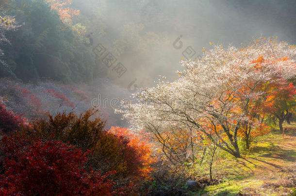 名古屋,或樱花采用秋