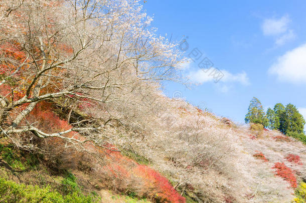 名古屋,或樱花采用秋