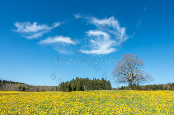 树向<strong>黄色</strong>的<strong>花草</strong>地,蓝色天和白色的云