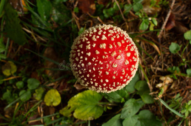 伞形毒菌麝香蘑菇采用它的自然的<strong>栖息地</strong>