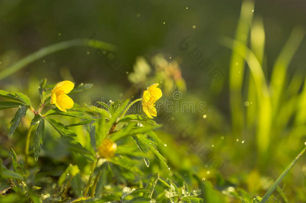 野生的花<strong>毛茛</strong>和阳光和飞行的水微粒.